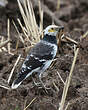 Étourneau à cou noir