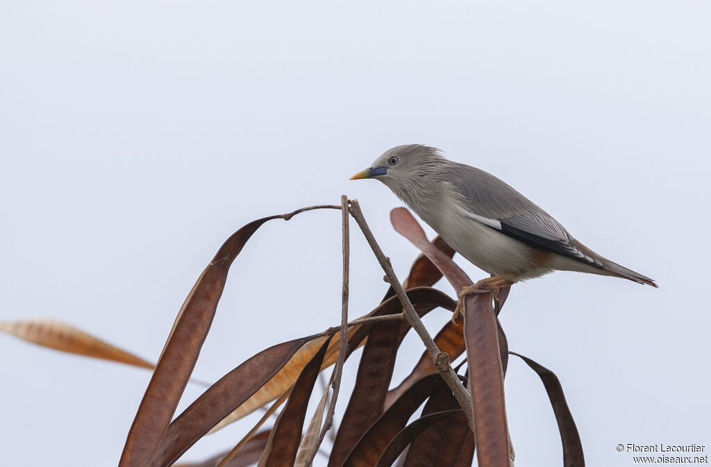 Chestnut-tailed Starling