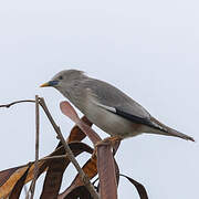 Chestnut-tailed Starling