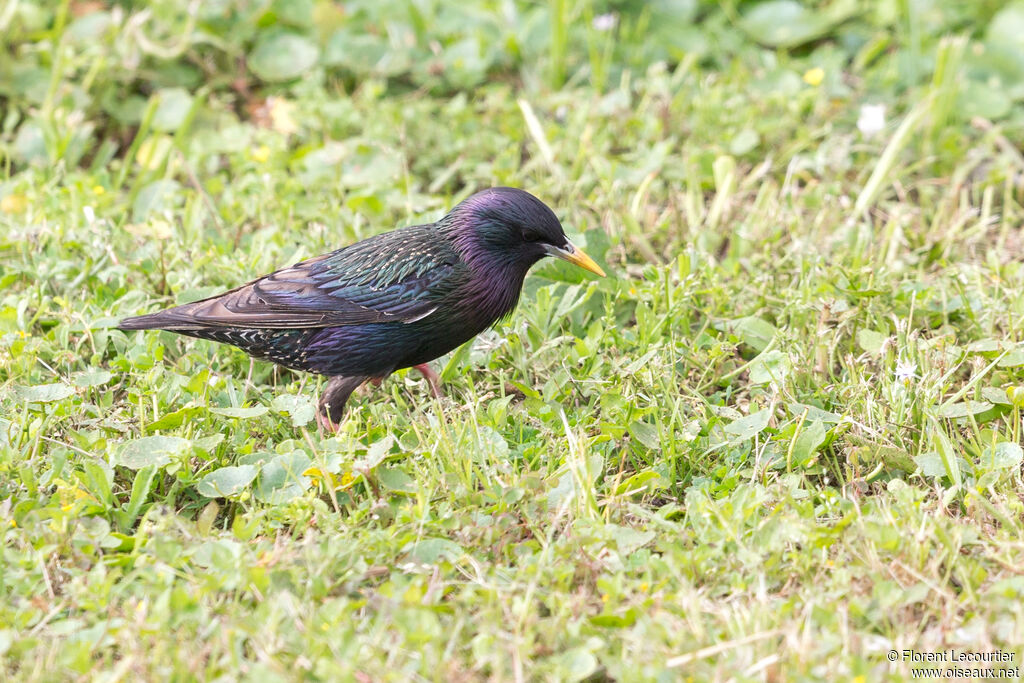 Common Starlingadult breeding