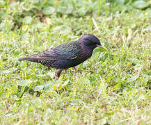 Common Starling