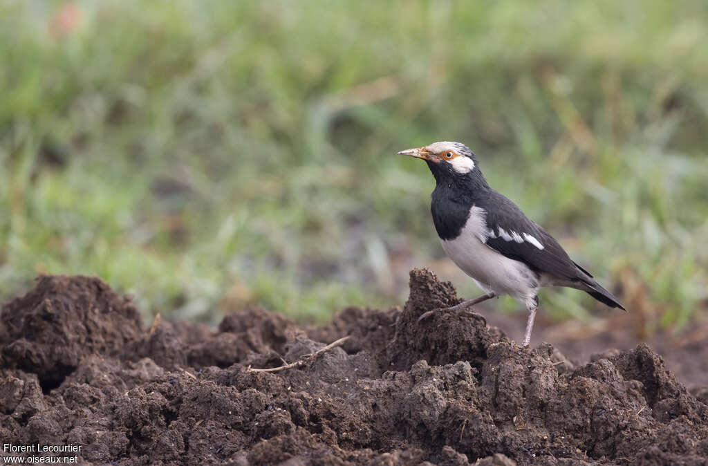 Siamese Pied Myna