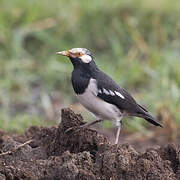 Siamese Pied Myna