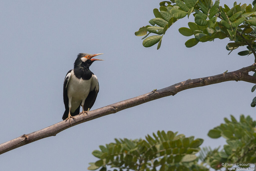 Siamese Pied Myna