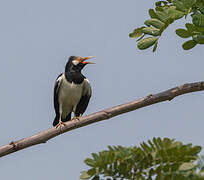 Siamese Pied Myna