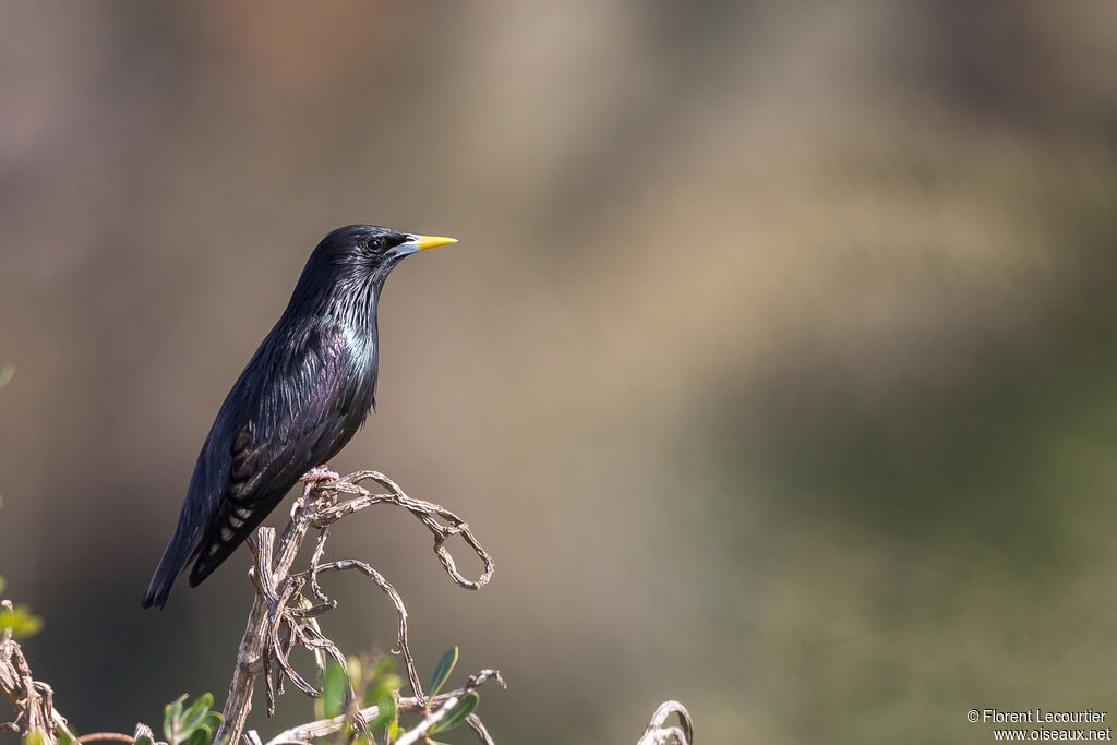 Spotless Starling