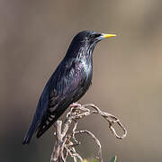 Spotless Starling