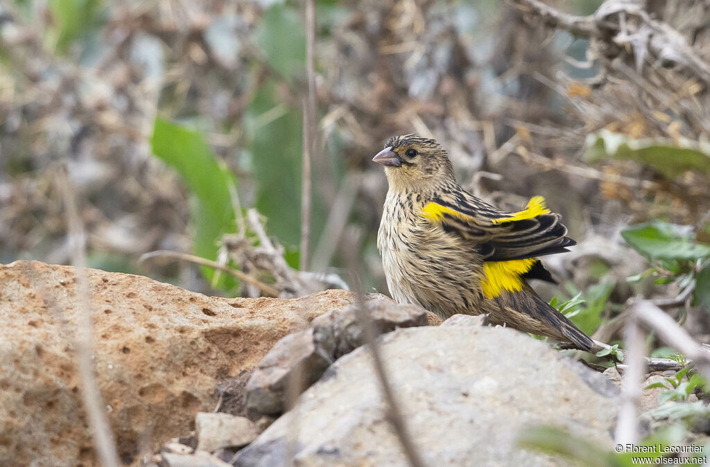 Yellow Bishop