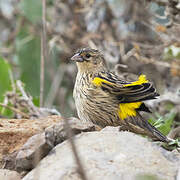 Yellow Bishop