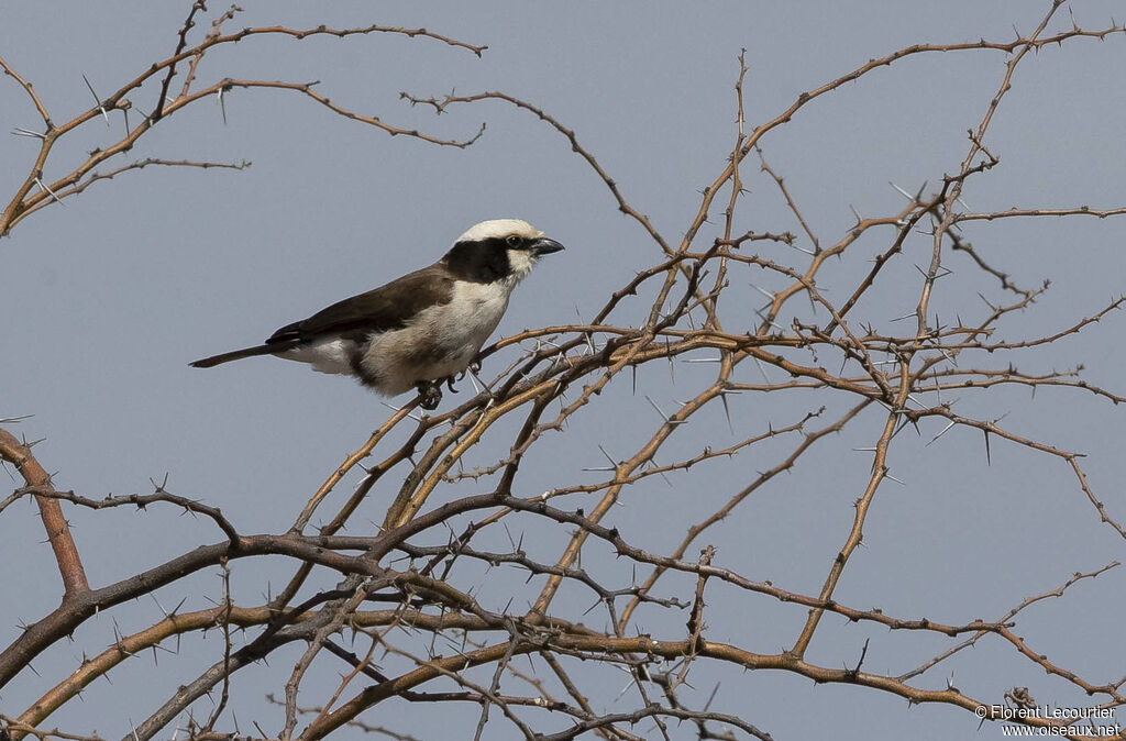 Northern White-crowned Shrike