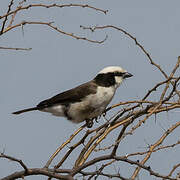 Northern White-crowned Shrike