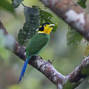 Long-tailed Broadbill