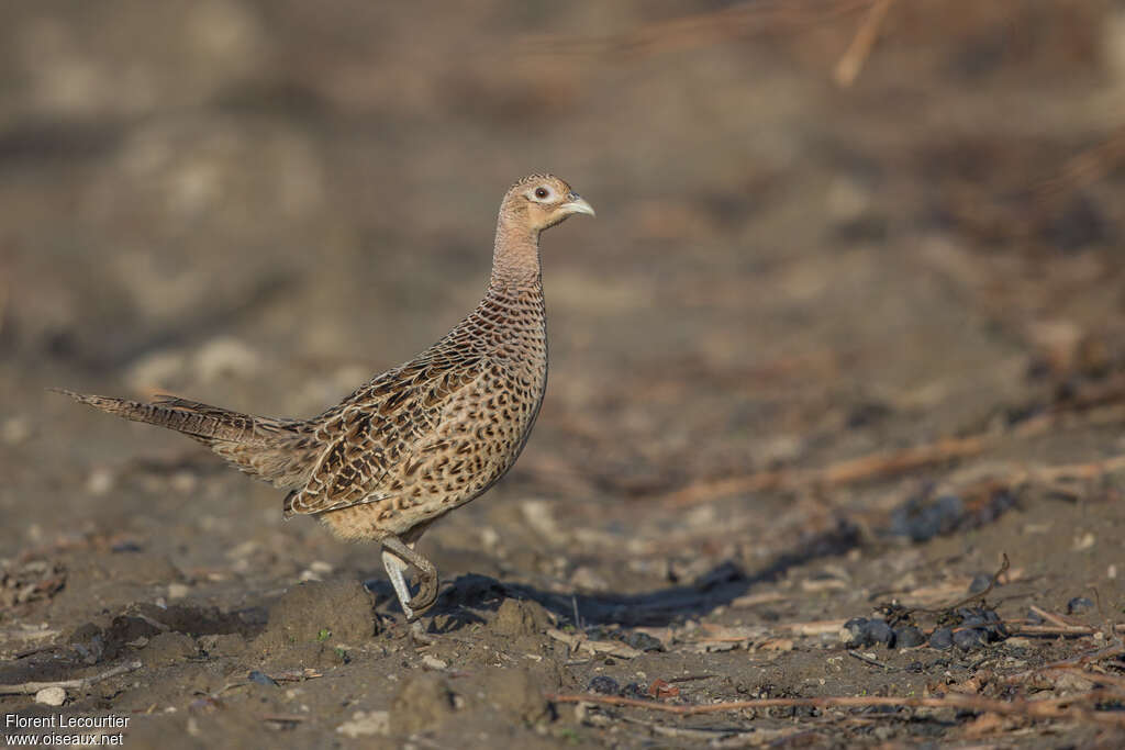 Faisan de Colchide femelle adulte, identification