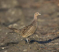 Common Pheasant