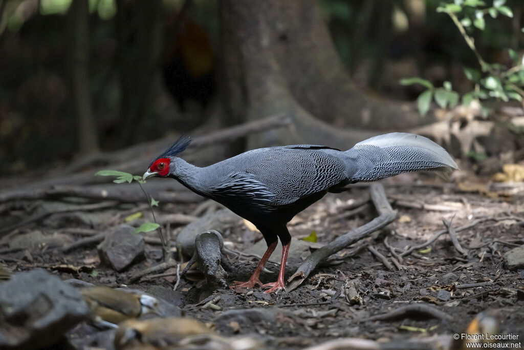 Kalij Pheasant male