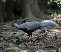 Kalij Pheasant