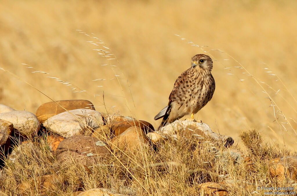 Common Kestrel