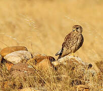 Common Kestrel