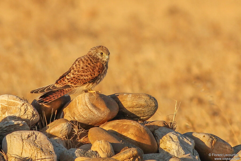 Lesser Kestrel female