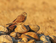 Lesser Kestrel