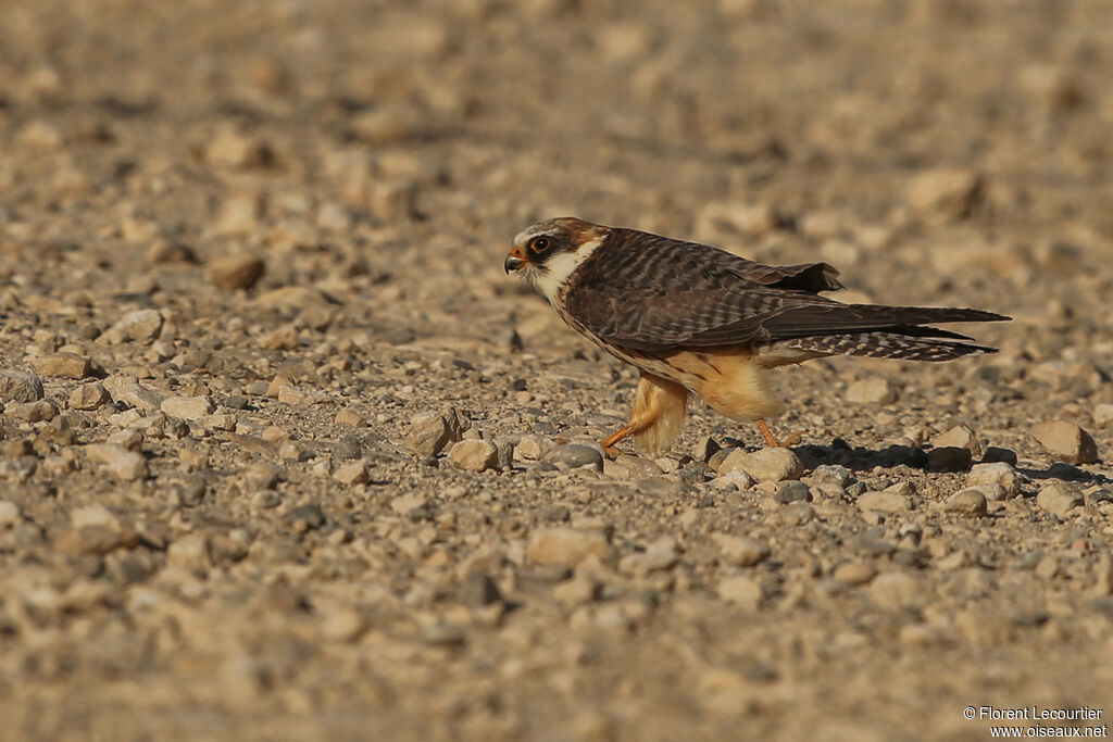 Red-footed Falcon female