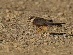 Red-footed Falcon