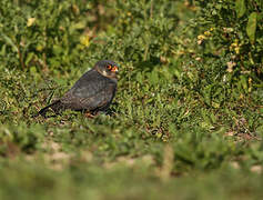 Red-footed Falcon