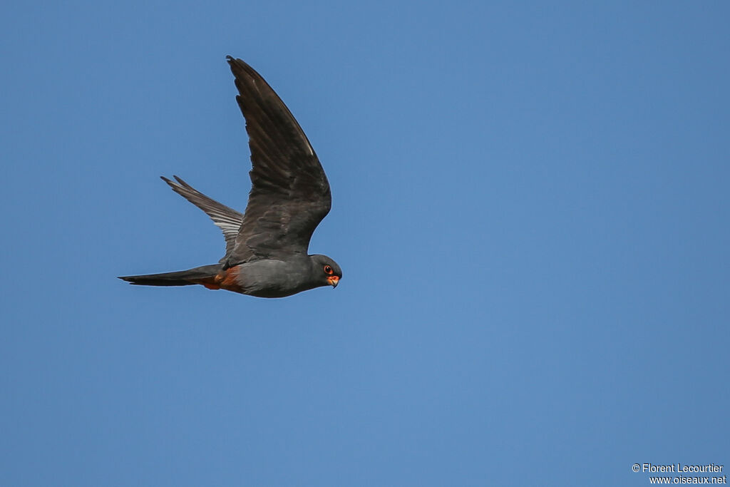 Red-footed Falcon male adult