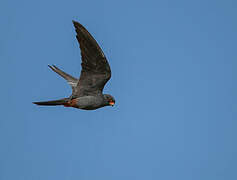 Red-footed Falcon