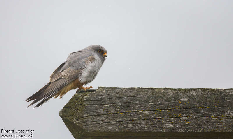 Red-footed Falcon male Second year, identification
