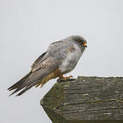 Red-footed Falcon