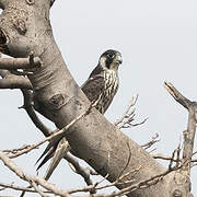 Peregrine Falcon