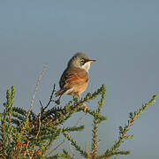 Spectacled Warbler