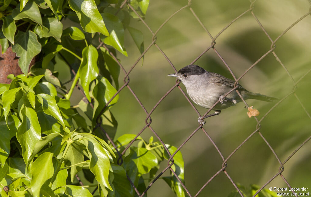 Eurasian Blackcap male adult breeding