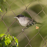 Eurasian Blackcap