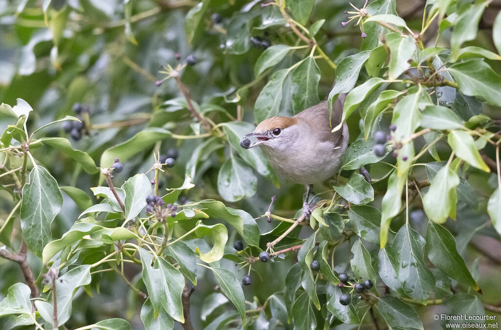 Eurasian Blackcap female adult breeding