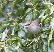 Eurasian Blackcap