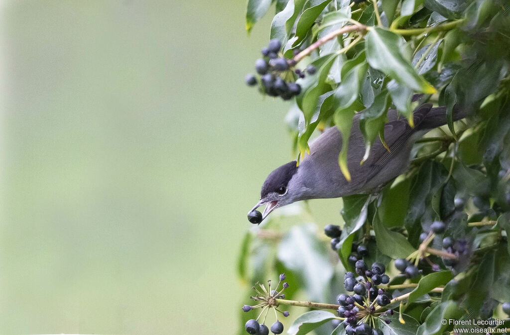 Eurasian Blackcap male adult breeding