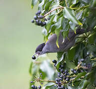 Eurasian Blackcap