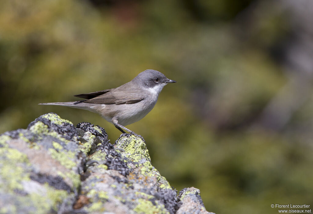 Lesser Whitethroat