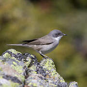 Lesser Whitethroat