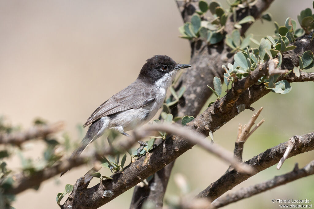 Arabian Warbler