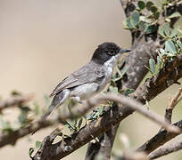 Arabian Warbler