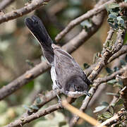 Arabian Warbler