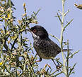 Fauvette de Chypre