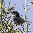 Fauvette de Chypre