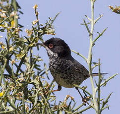 Fauvette de Chypre