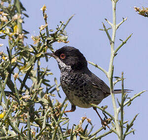 Fauvette de Chypre