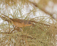 Tristram's Warbler