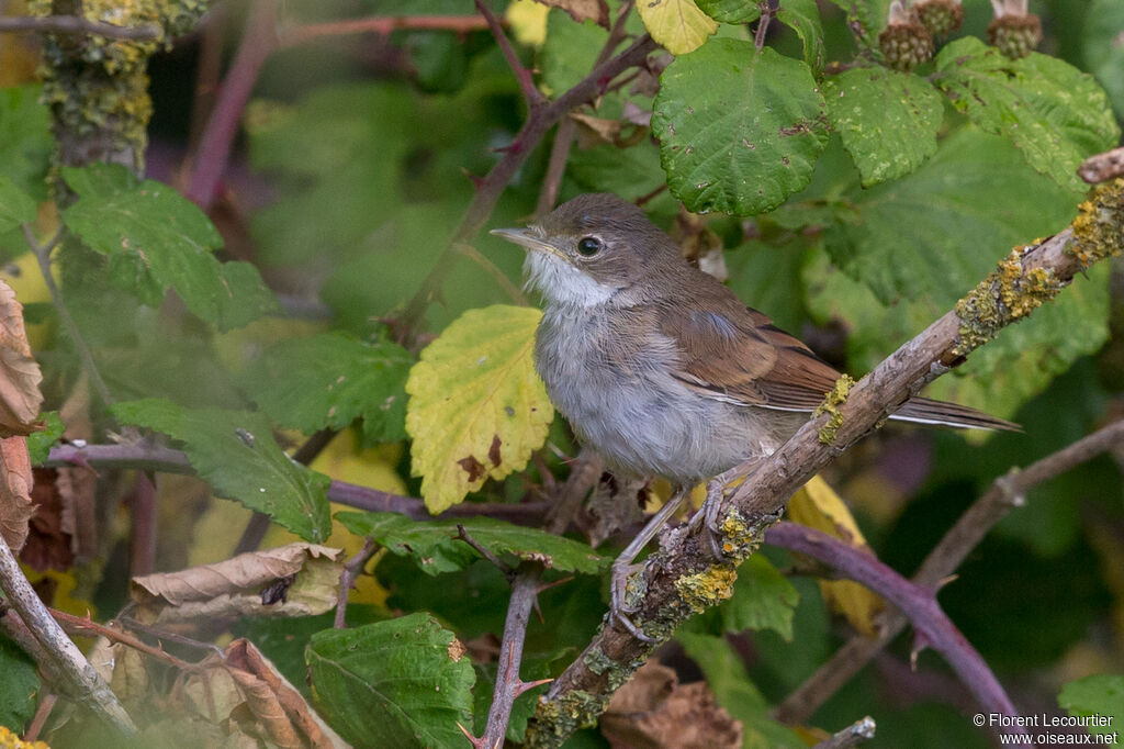 Common Whitethroat